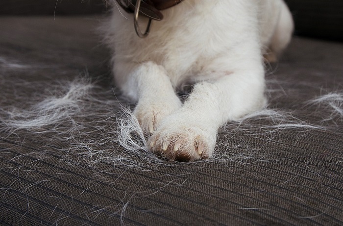 От домашних животных на мебели остается много шерсти. / Фото: capiton-mebel.ru