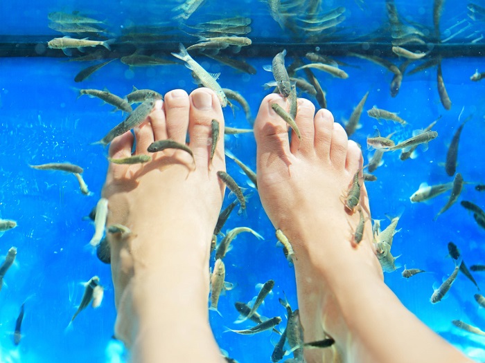 Рыбки для чистки и массажа ног. / Фото: lavali.ru