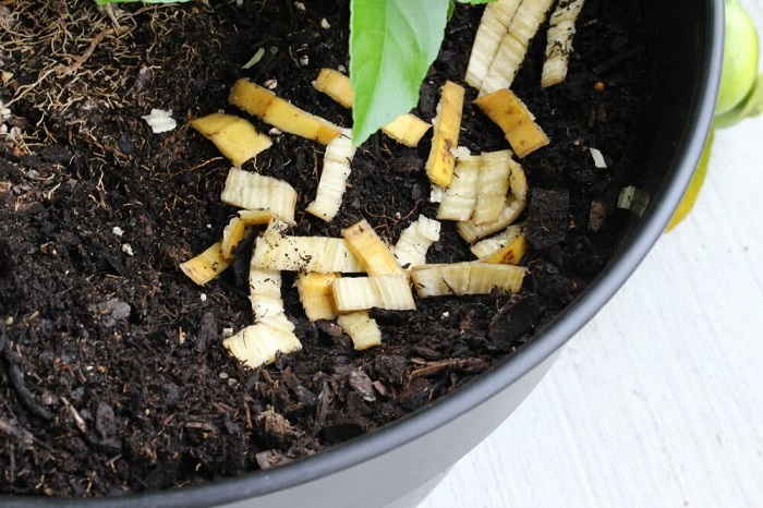 Добавьте кусочки банановой кожуры в горшок с растением. / Фото: semena-ural.ru
