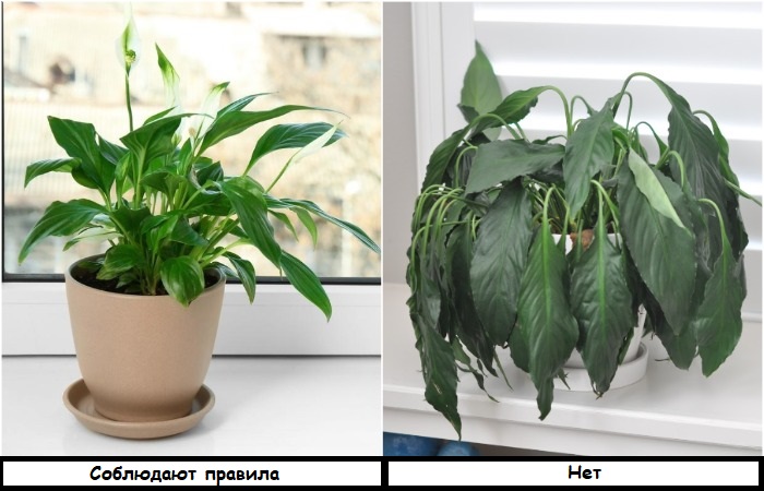6 правил в уходе за комнатными растениями, которые часто нарушают, поэтому цветы вянут