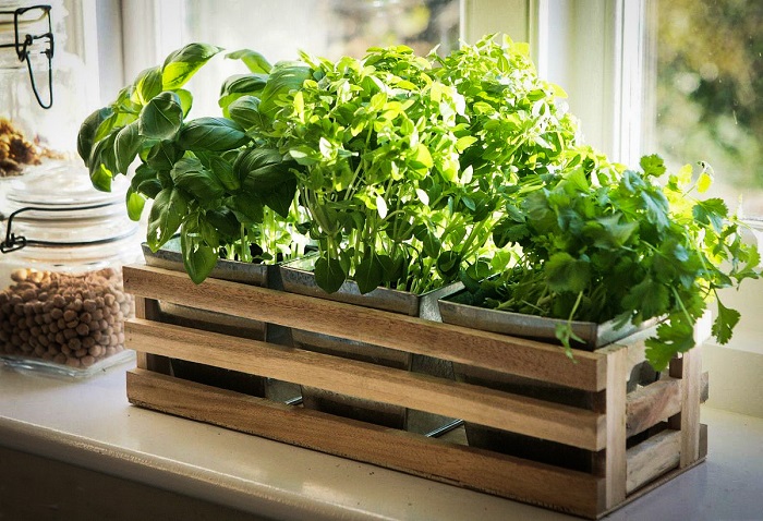 Зелень можно выращивать на подоконнике. / Фото: sornyakov.net