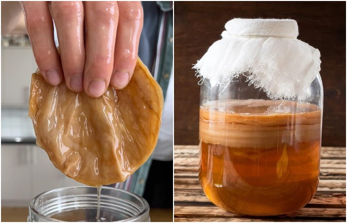 Визуально чайный гриб напоминал медузу Визуально чайный гриб напоминал медузу