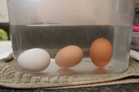Свежее яйцо ляжет на бок. / Фото: vse-pro-kur.ru