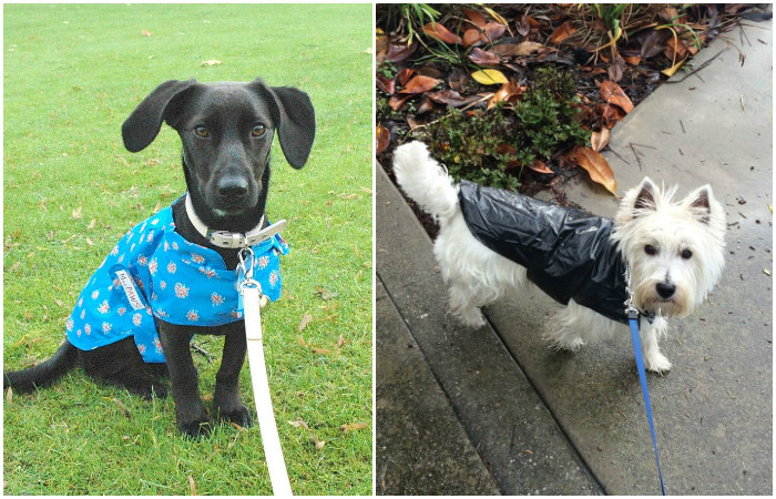 DIY dog raincoat novate1 Домострой
