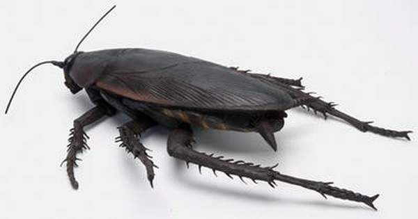 Самый большой таракан Mega Cockroach