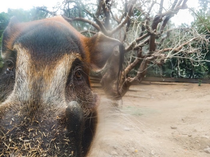 Zoogle Selfies – тематический проект Google, в котором животные делают селфи