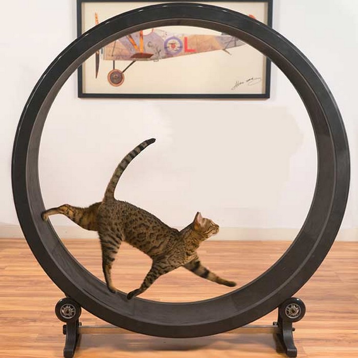One Fast Cat – тренажер для котов