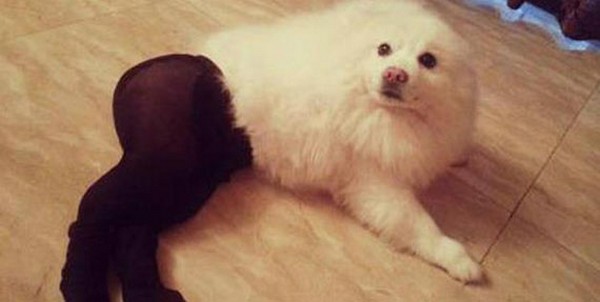 Собаки в колготках стали популярным мемом в Китае 