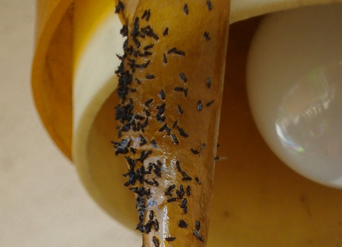 Скотч – подручное средство, чтобы избавиться от назойливых насекомых