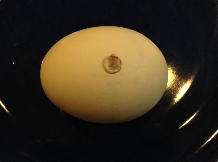 Как сварить яйцо с беконом внутри