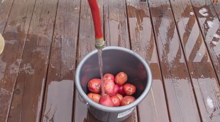 Наполните ведро картошкой и водой.