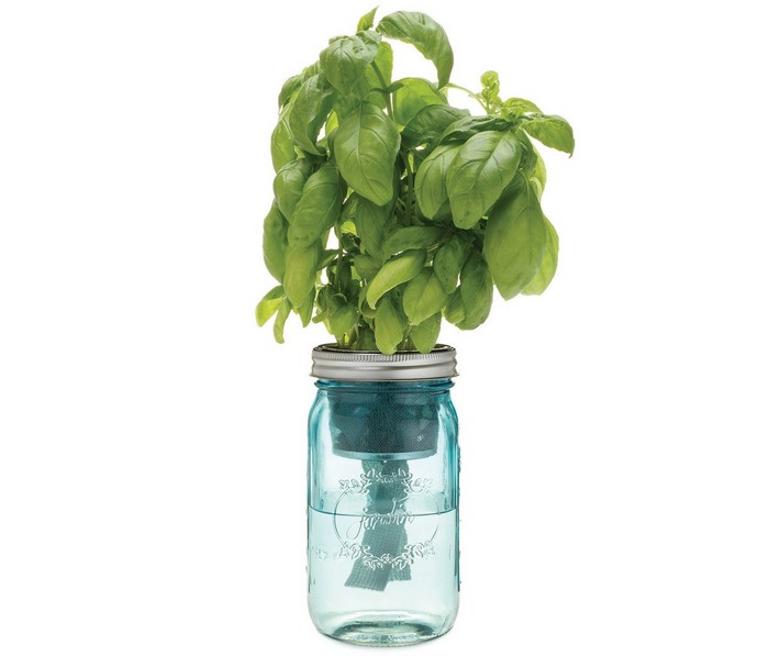 Сад в бутылке от Modern Sprout