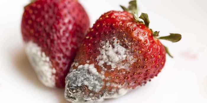 Как сохранить клубнику и ягоды свежими в три раза дольше: хитрость,подсмотренная у фермера