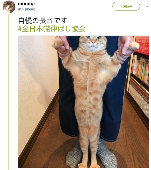 Подпись к фото: «Японская ассоциация удлинения котов».
