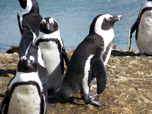 Птичья мода: спасти пингвина, подарив ему вязаный джемпер
