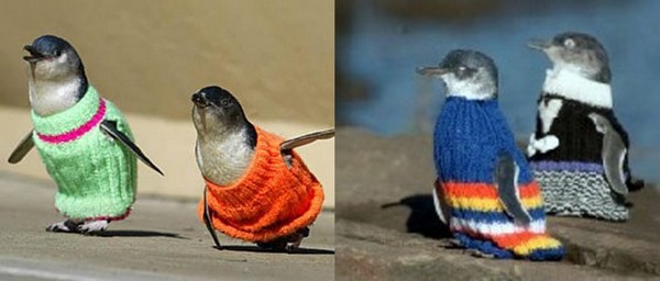 Птичья мода: спасти пингвина, подарив ему вязаный джемпер