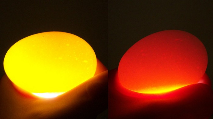 Слева – не взболтанное яйцо, справа – белок и желток смешались