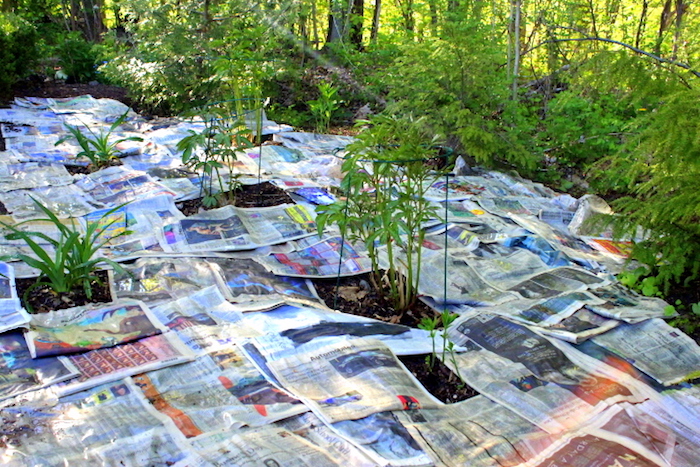 Влажную после полива почву накройте газетами.