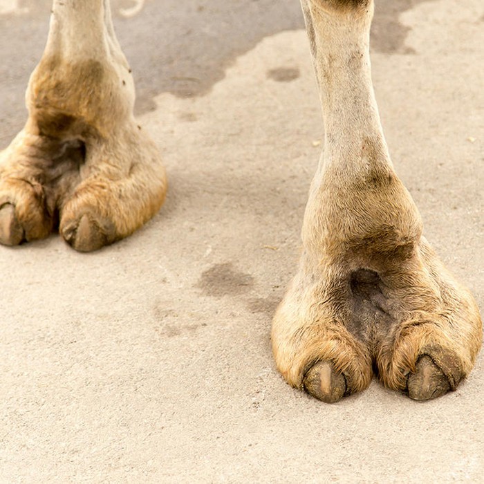 Camel toe.