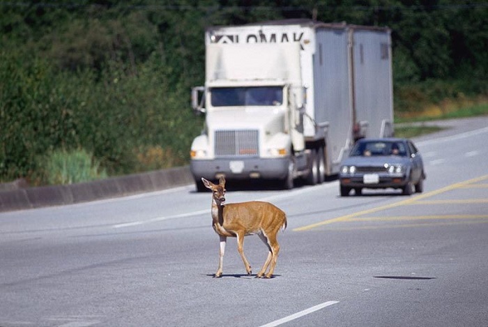 При появлении животного на дороге не нужно резко выкручивать руль/ Фото: f-avto.by