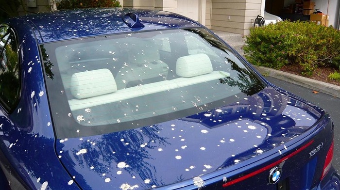 Синий автомобиль, покрытый пятнами птичьего помета/ Фото: autofuct.ru