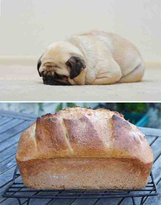 Собака - Хлеб