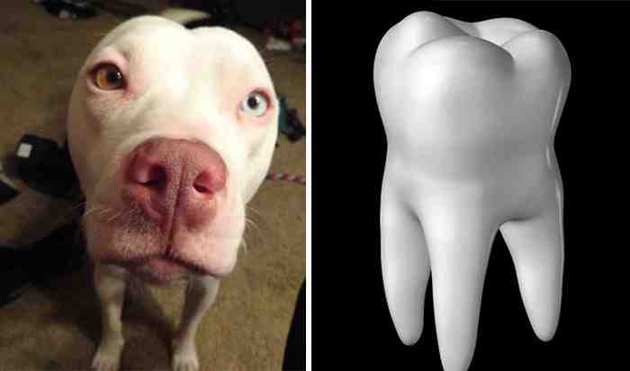 Собака - Зуб