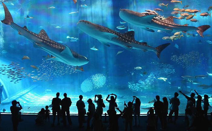 Аквариаус Kuroshio Sea - второй по величине аквариум в мире