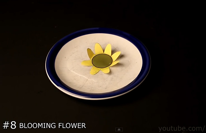 Видео-инструкция: как сделать бумажный цветок, который раскрывается в воде