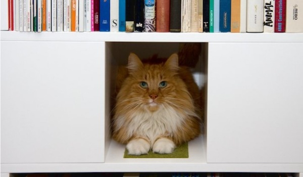 CatCase – шкаф для книг и котов от Urban Cat Design