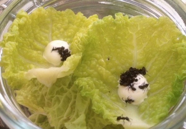 Noma Salad - салат с живыми муравьями