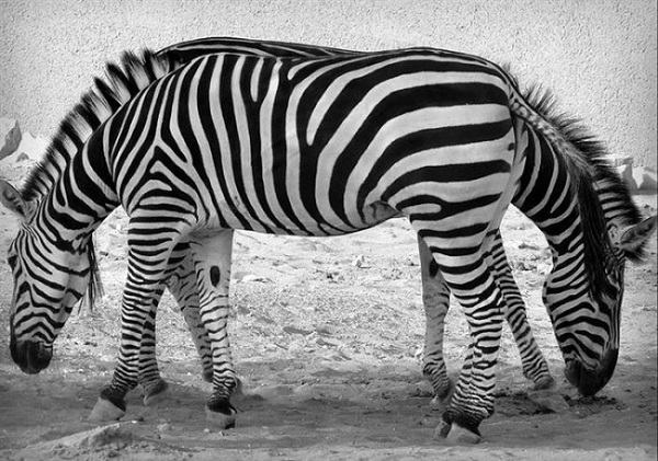 Двуголовая зебра.