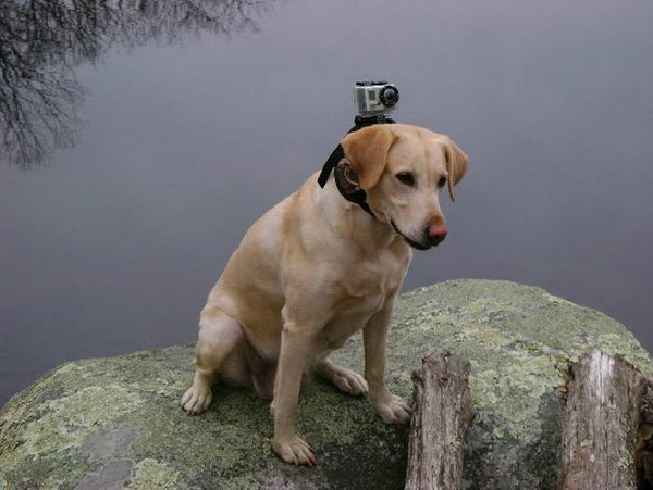 Камера для собак Mount’s MUTT MOUNT 