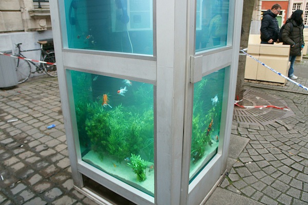Необычный аквариум в телефонной будке
