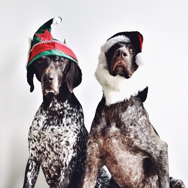 Steph McCombie и новогодние костюмы для собак