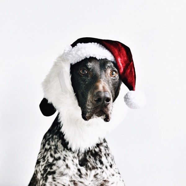 Оригинальные новогодние костюмы для собак от фотографа Steph McCombie
