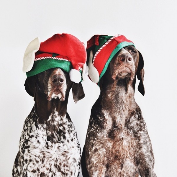 Новогодние костюмы для собак от Steph McCombie