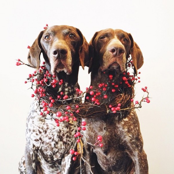 Костюмы на Новый год для собак от фотографа Steph McCombie