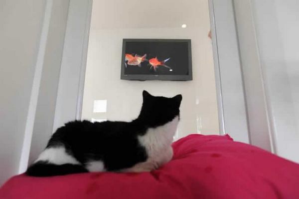 Телевизор для кошек в отеле