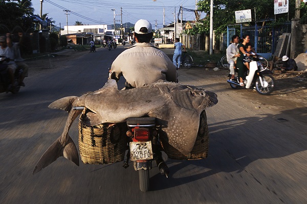 Что перевозят на мотоциклах во Вьетнаме.