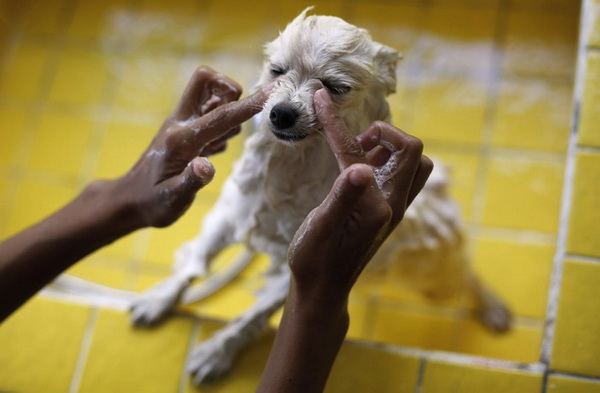 Собачий СПА-центр в Бразилии.