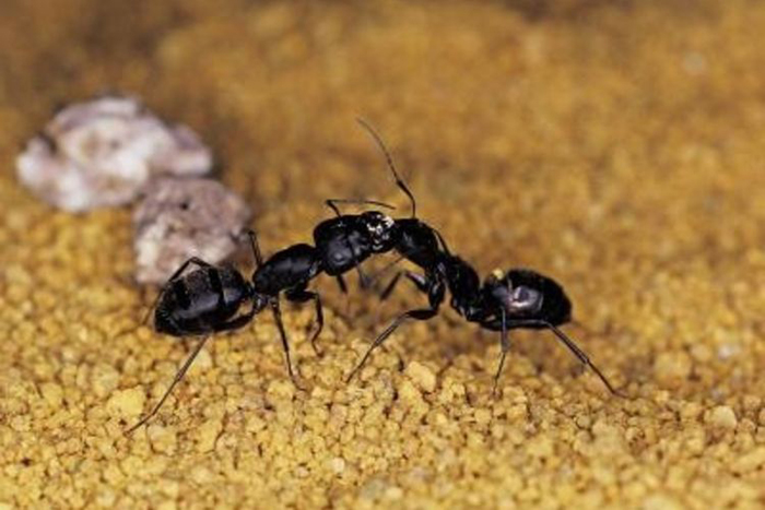 Боремся с муровьями