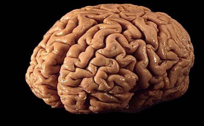 10% нашего мозга