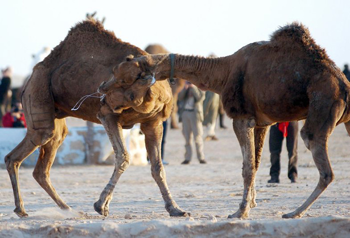 Бои верблюдов – Сельчук, Турция