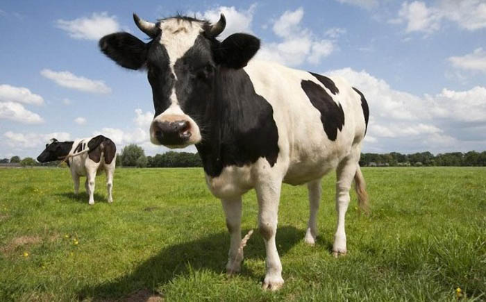 Налог на кишечные газы коров. Эстония