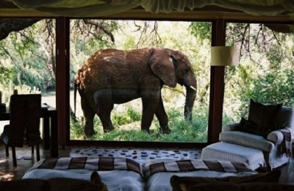 Слон за окном в Makanyane Safari Lodge