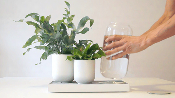 Tableau – подставка для автоматического полива комнатных растений