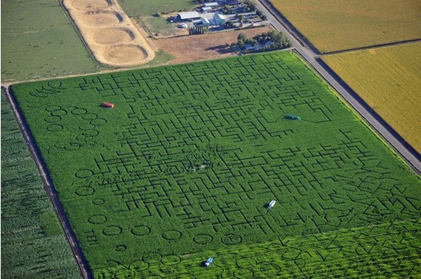 Лабиринт Cool Patch Pumpkins (США)