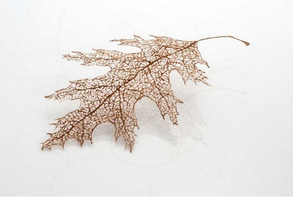 Листья из человеческих волос