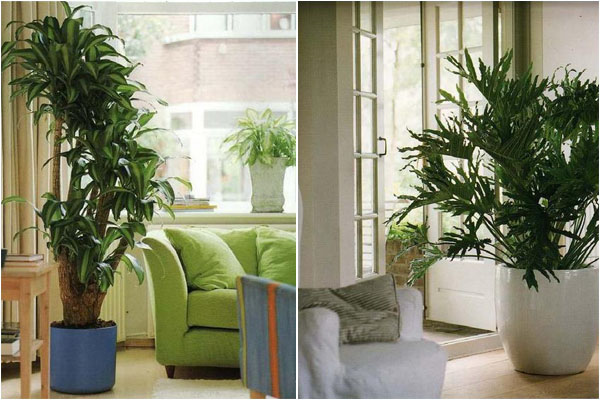 Большие растения в интерьере &#8210; идеи и дизайн для домашнего сада